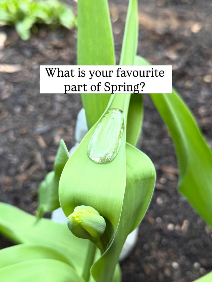 Fresh Outlook Foundation